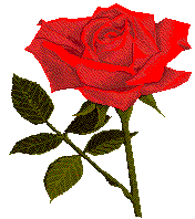Red Rose