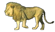 YAHUVEH created the Lion, I your MOMMA SHKHINAH gave the lion it's ROAR.
